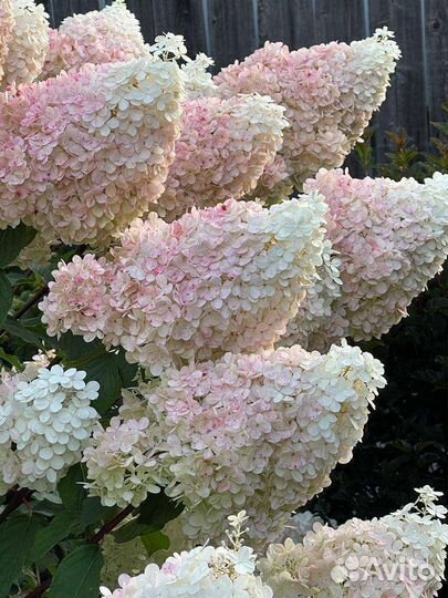 Гортензия метельчатая Ванила фрайз,Полар Бир и др