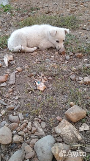 Пёс -2 и 6 мес