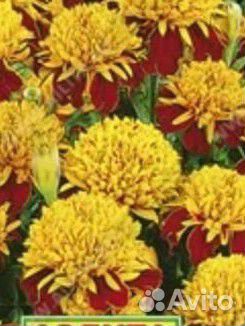 Бархатцы 4-х сортов
