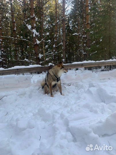 Западно сибирская лайка вязка