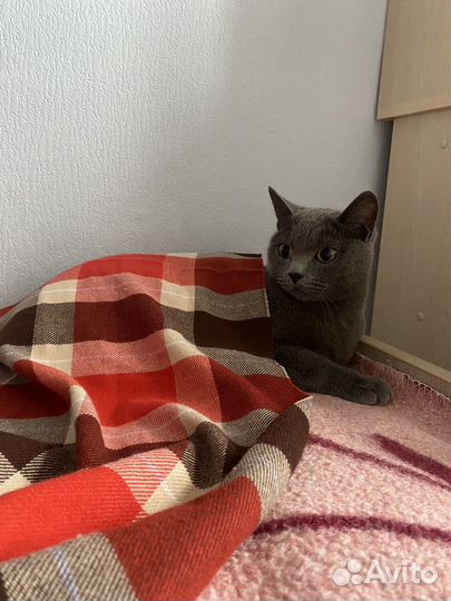Отдам кота в добрые руки