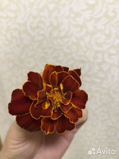 Бархатцы (семена)