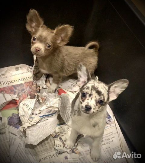 Чихуаши-малыши мини миди стандарт