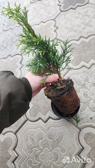 Туя смарагд