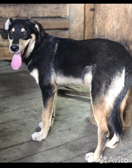 Собака из приюта