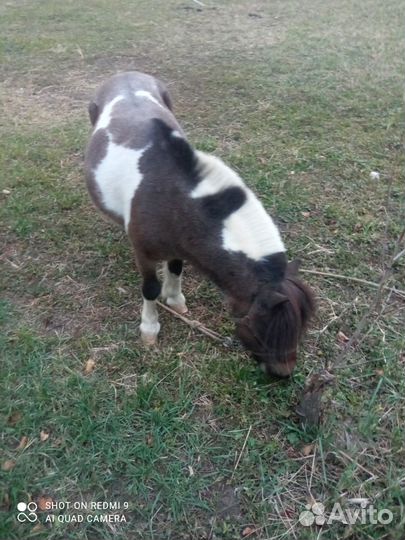 Шетлендские пони