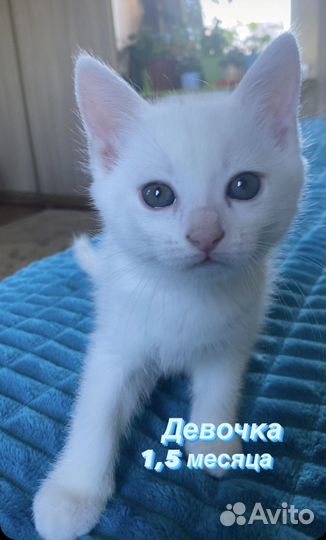 Котенок девочка