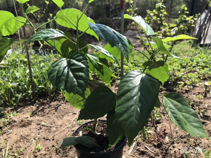 Гибискус, китайская роза