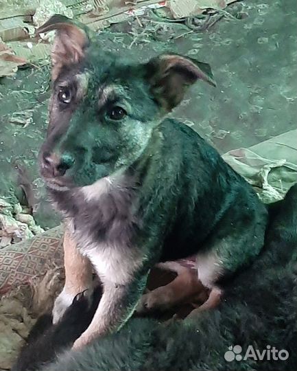 Лабрадор ретривер щенки