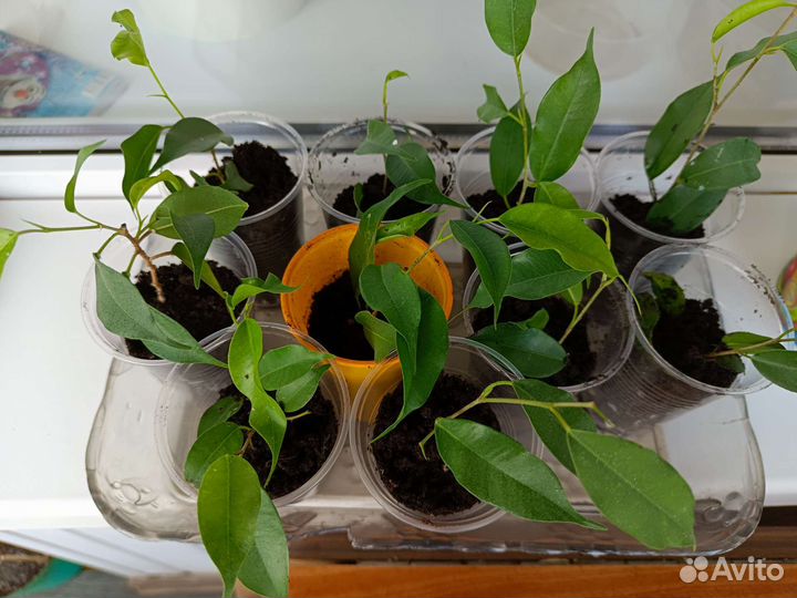 Фикус бенджамина