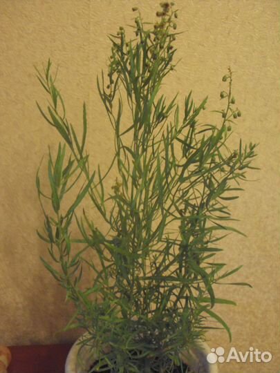 Эстрагон (Тархун )