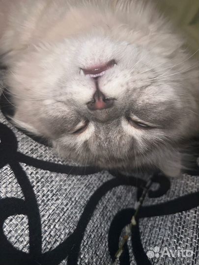 Отдам кота в добрые руки