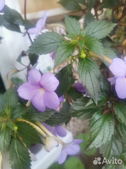 Ахименис пурпле king