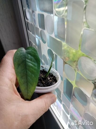 Монстеры манки, фридрихшталя, сильвер лиф, дубиа