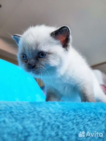 Шотландские котята малыши