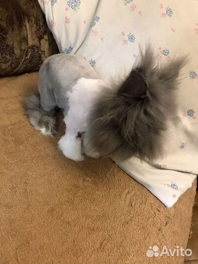 Груминг животных (стрижка животных, уход)