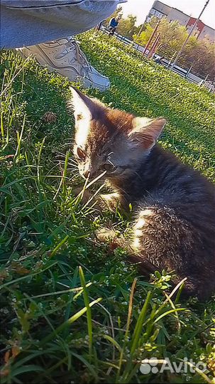 Котёнок девочка