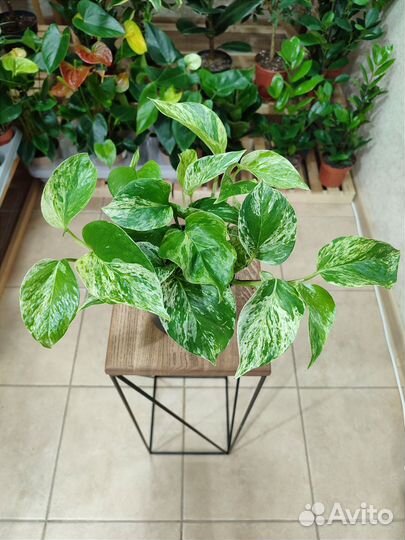 Эпипремнум Marble Queen