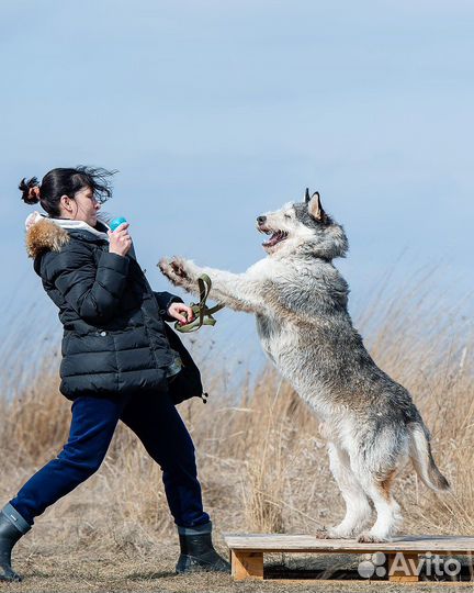 Собака в добрые руки