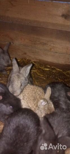 Кролики мясных породы фландер