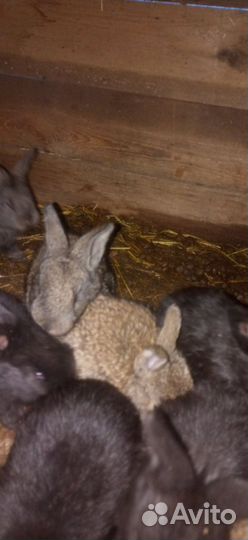 Кролики мясных породы фландер