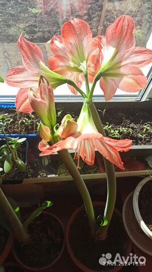 Гиппеаструм