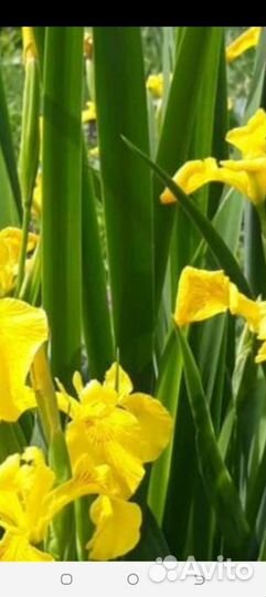 Ирис Сибирский высокий