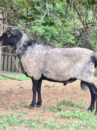 Продам Романовского барана на племя