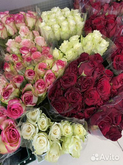 Кенийские розы