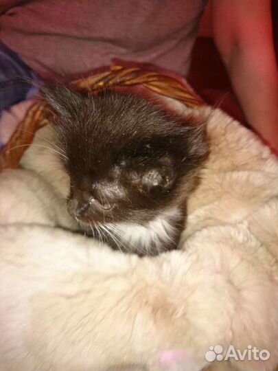 Персидская