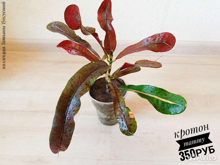 Кротоны сортовые