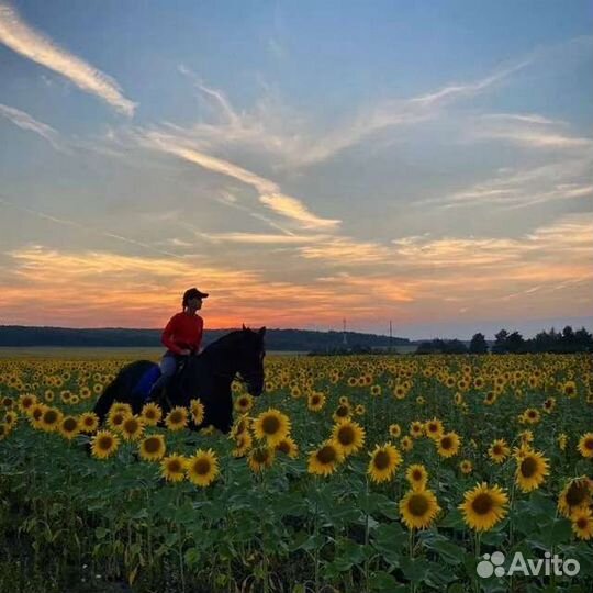 Конные прогулки за городом