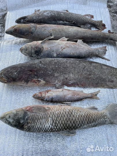 Рыба Дальневосточная