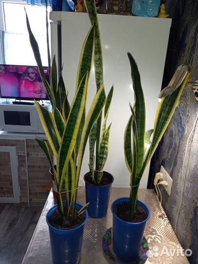 Сансевиерия