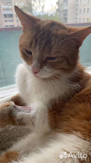 Кот в добрые руки