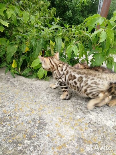 Котята