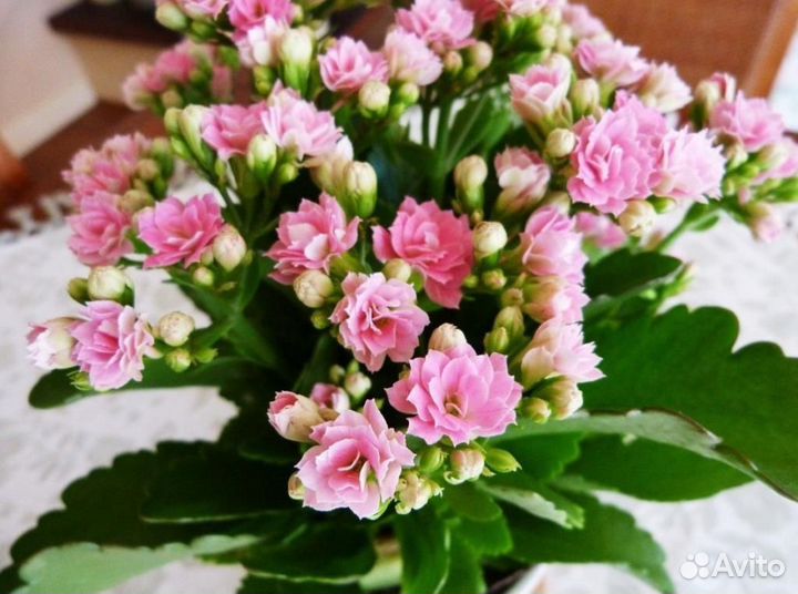 Коланхое, мята комнатная