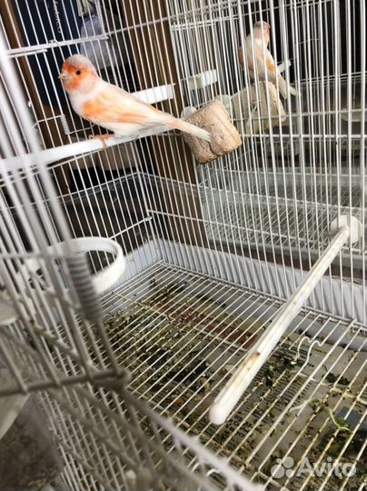 Канарейка пара