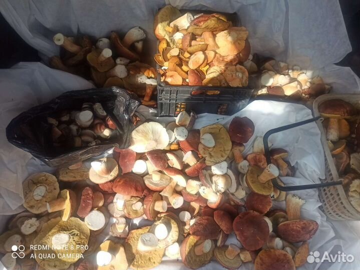 Белые грибы