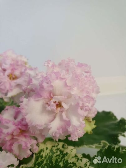 Фиалка лф Ваниль