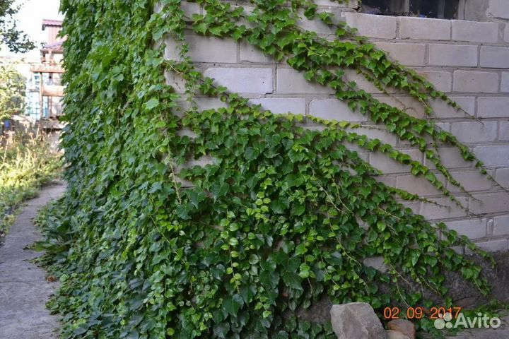 Саженцы дикого винограда триостренного Вичи