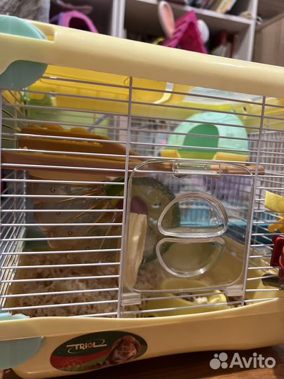 Джунгарский хомяк с клеткой