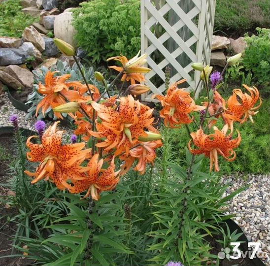 Лилии луковицы три сорта