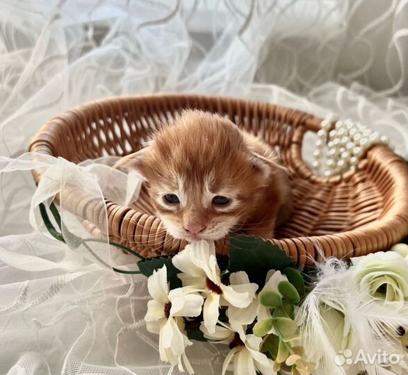 Котята мейн кун из питомника