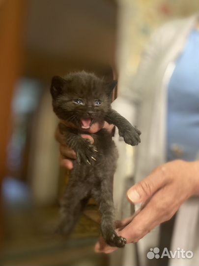 Котята в дар