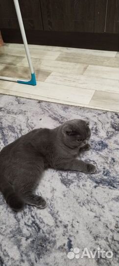 Кошка вислоухая