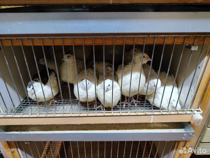 Перепела разных возрастов