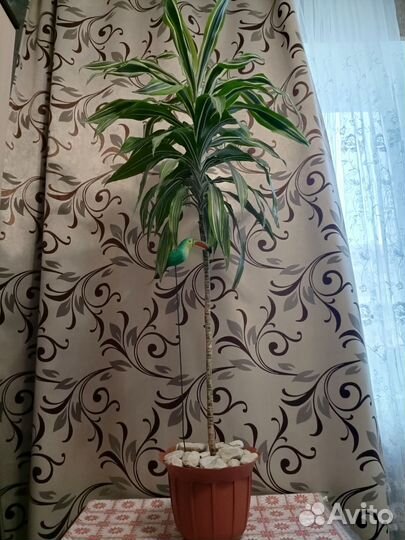 Драцена широколистная