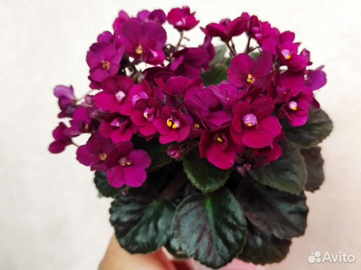 Набор стартеров мини и полумини фиалок