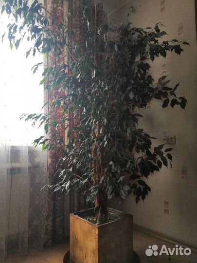 Фикус Бенджамина (крупномер)